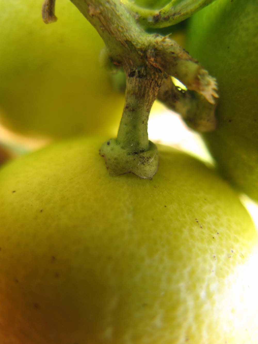            Fruit (Key, Winter Haven, FL)   